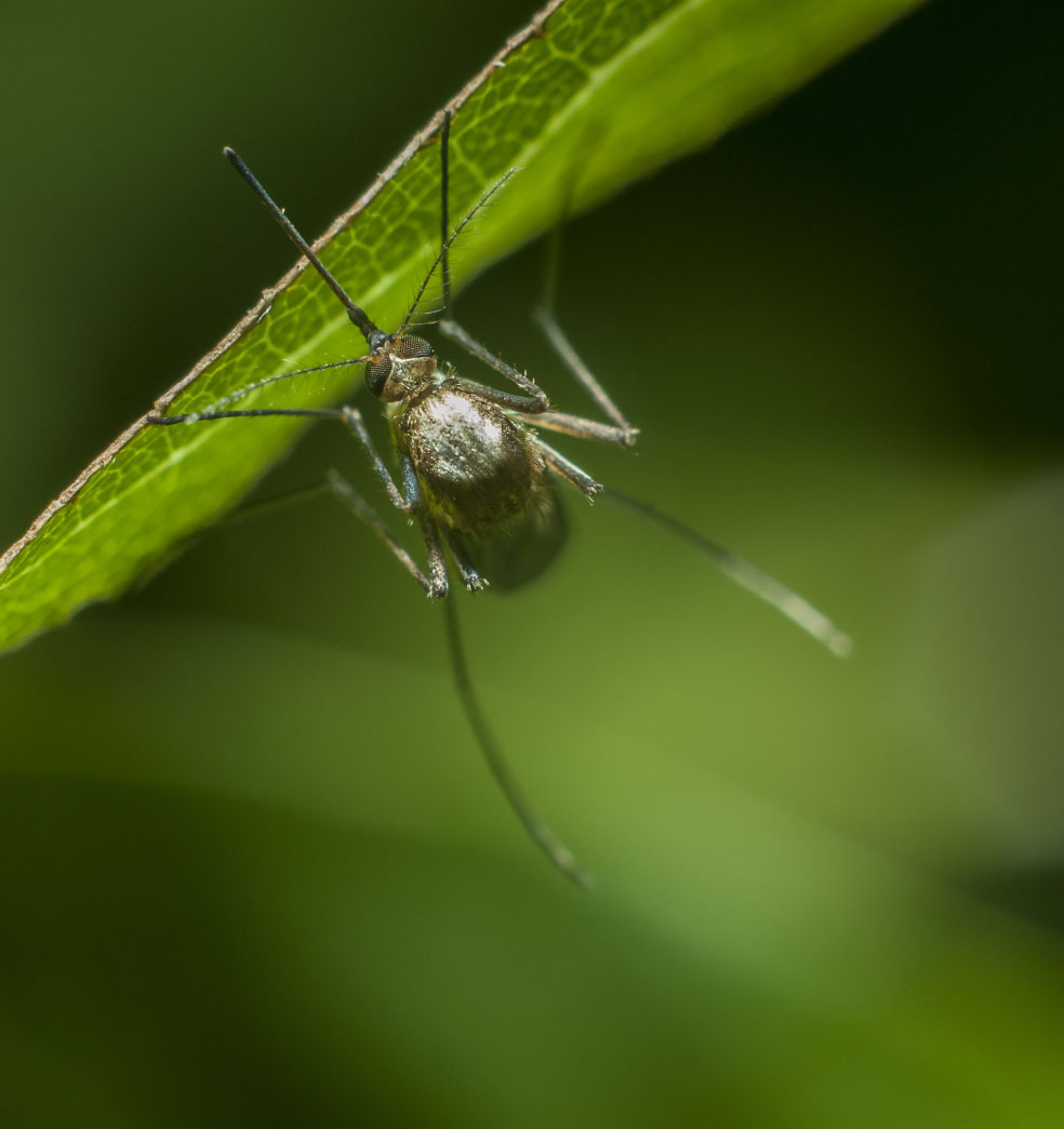 Todo sobre: Chikungunya