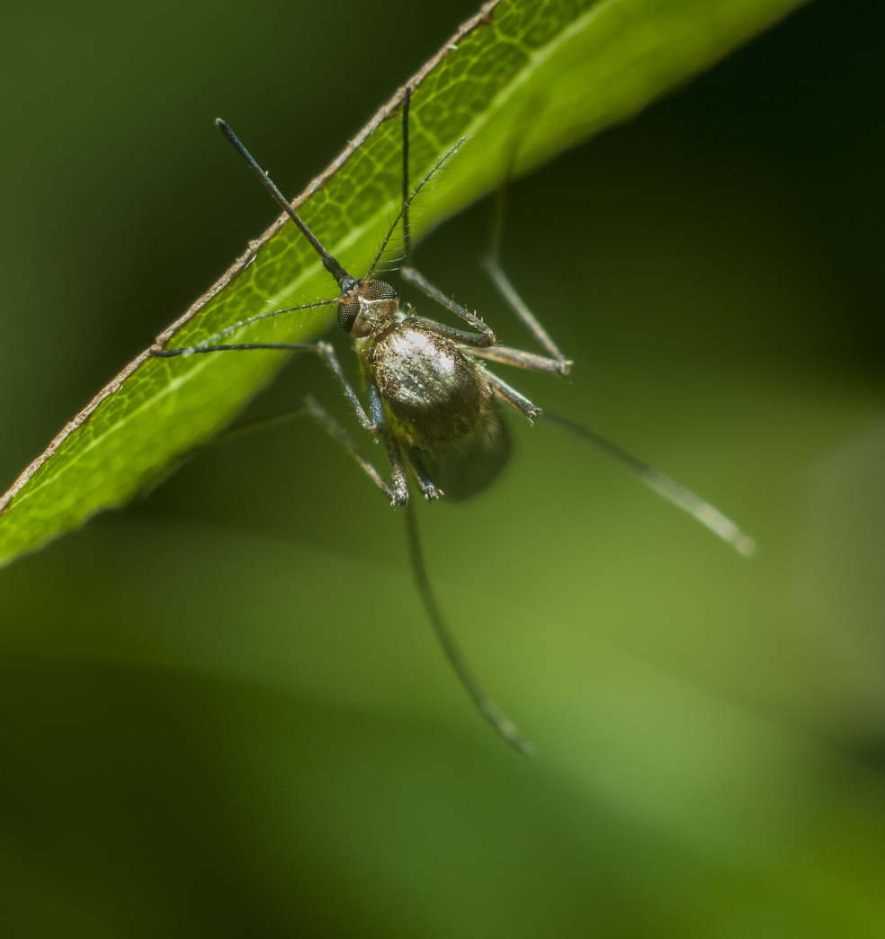 Todo sobre chikungunya?